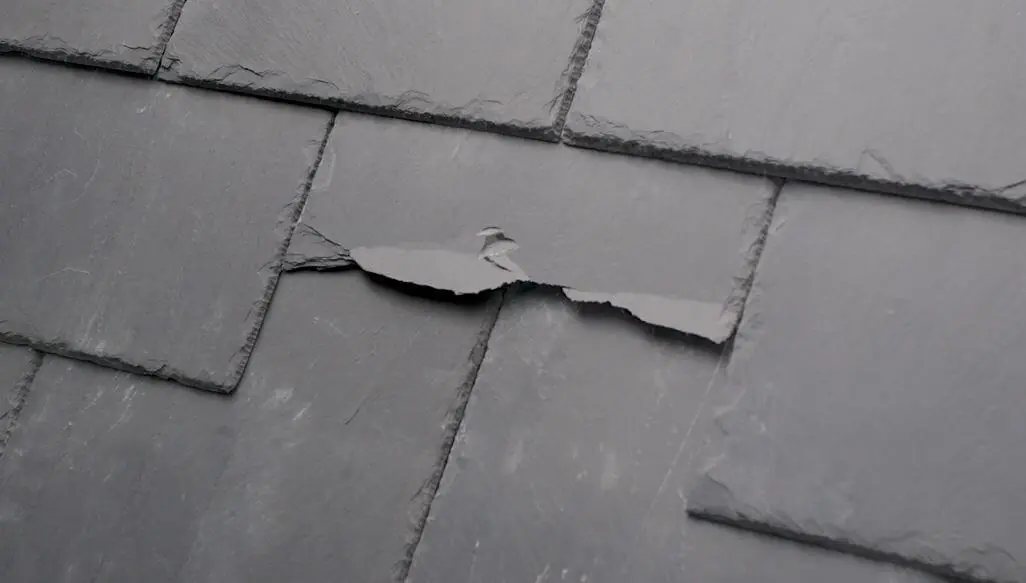 A cracked slate sitting out of line on an otherwise sound slate roof.