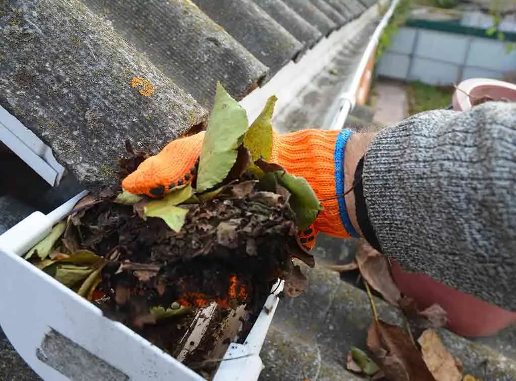 A gloved hand lifting a clump of wet leaves and moss out of a plastic gutter.
